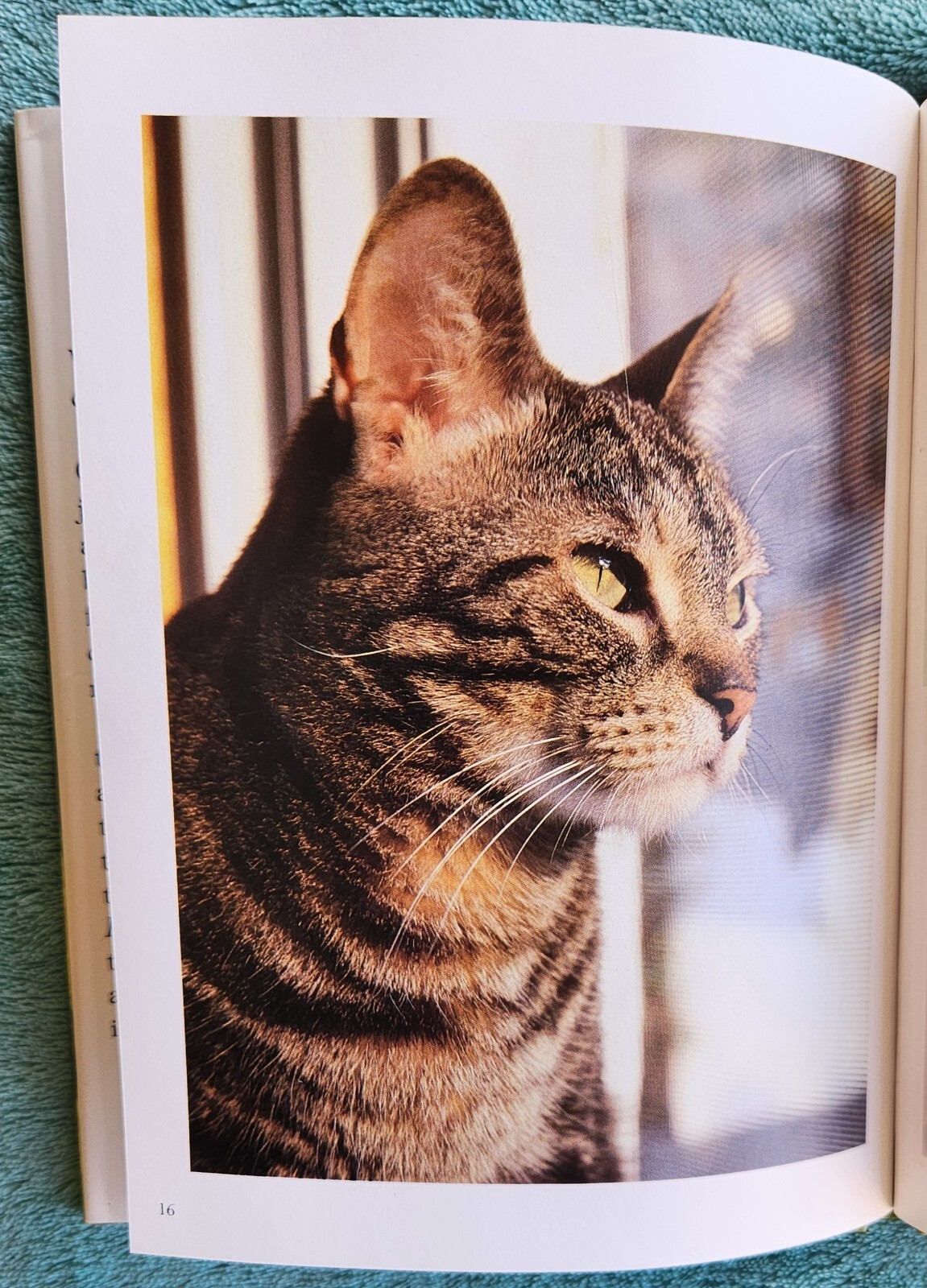In Praise Of Cats 2007 Hardcover 28 Pages